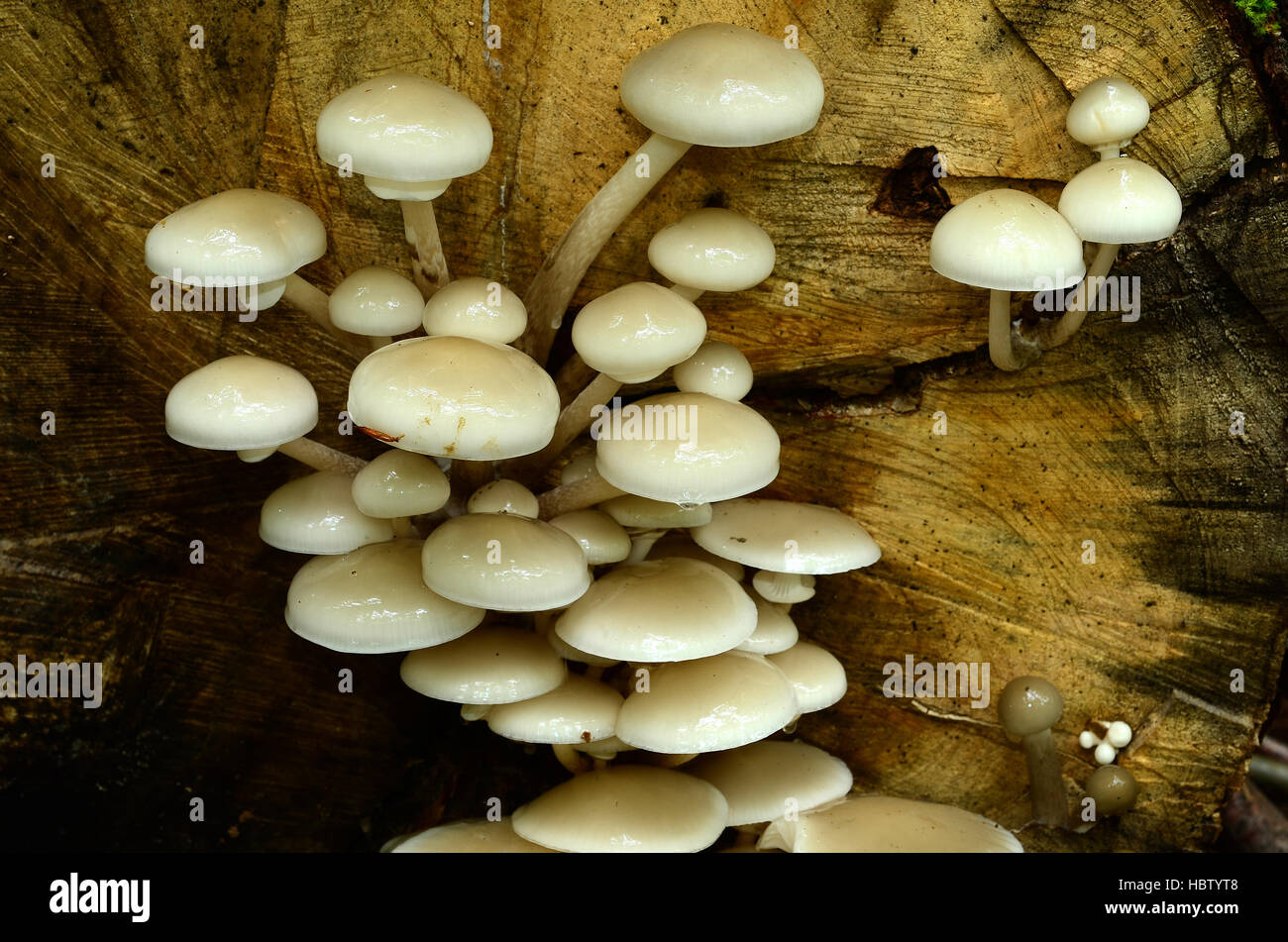 fungus, porcelain fungus; slimy beech caps; Stock Photo