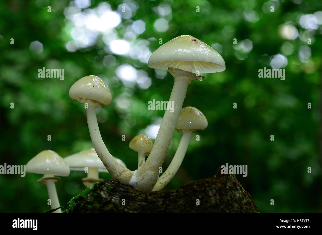 fungus, porcelain fungus; slimy beech caps; Stock Photo