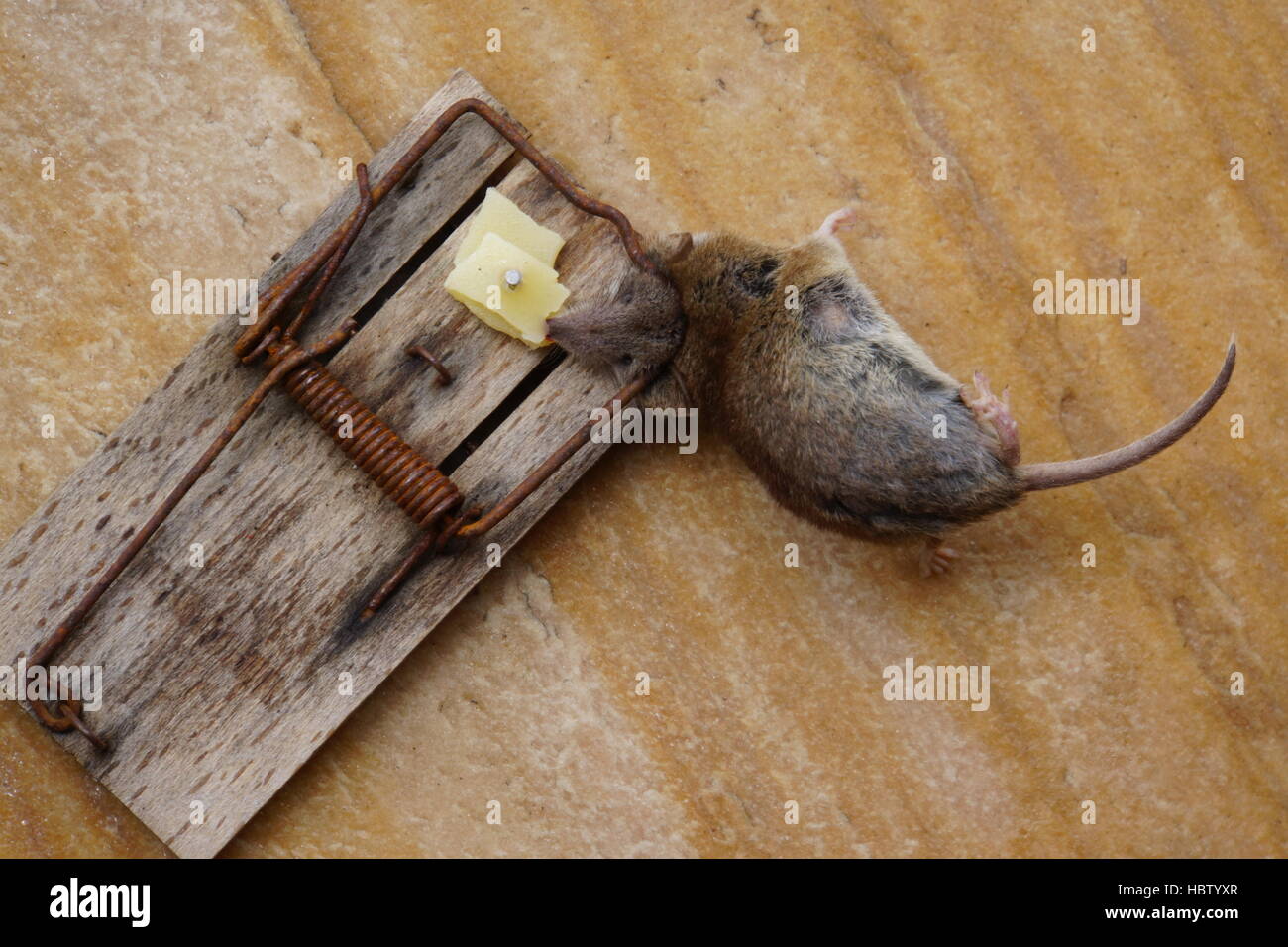 shrew in a mouse trap Stock Photo