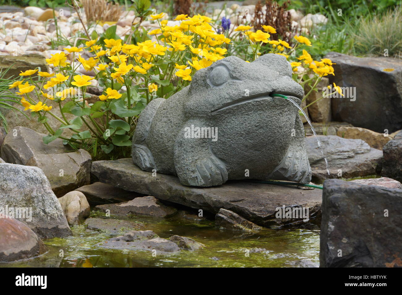 water spitting frog at the garden pond Stock Photo Alamy
