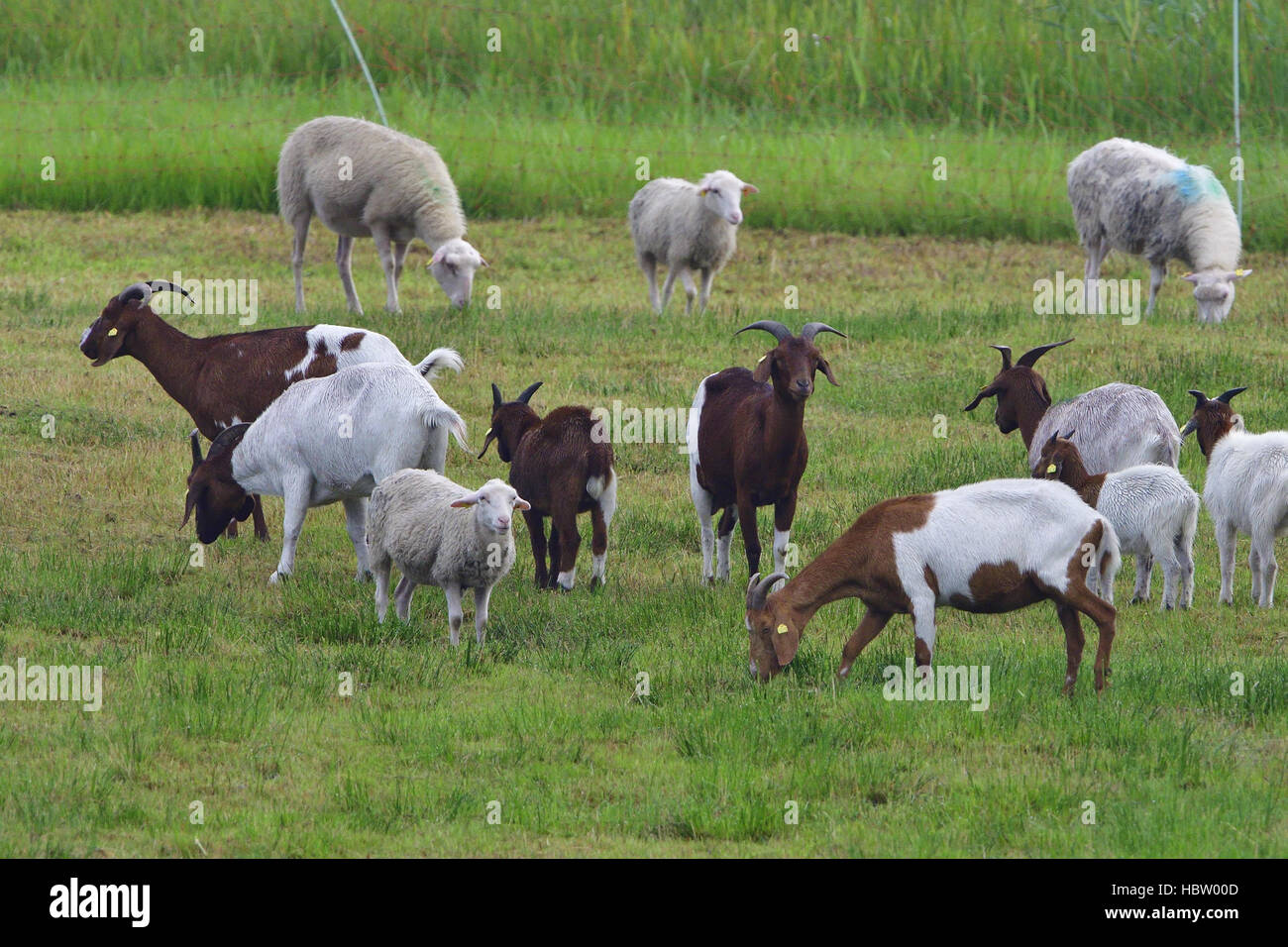 White Polled Heath and Boer goat Stock Photo