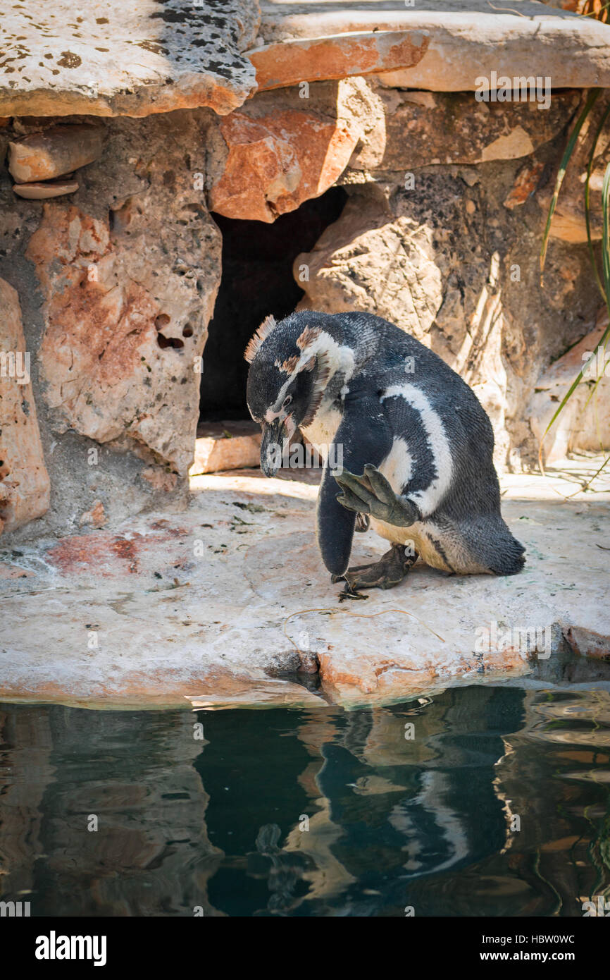 Penguin near den Stock Photo Alamy