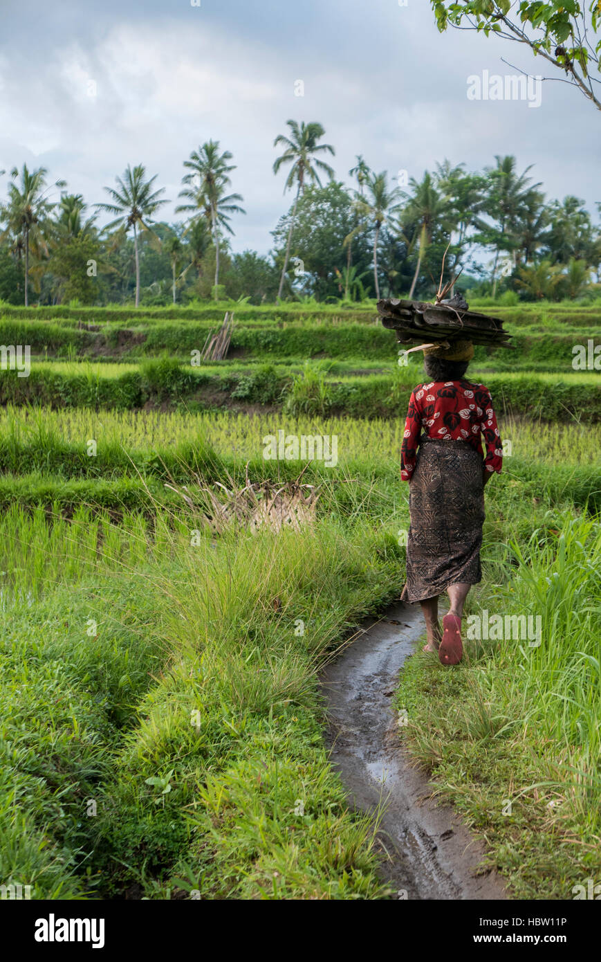 Indonesian woman farmer walking through the rice fields in Ubud, Bali Stock Photo