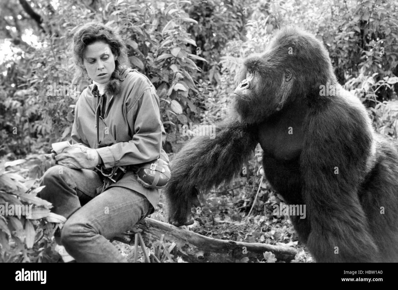 GORILLAS IN THE MIST, Sigourney Weaver, 1988. ©Universal/courtesy