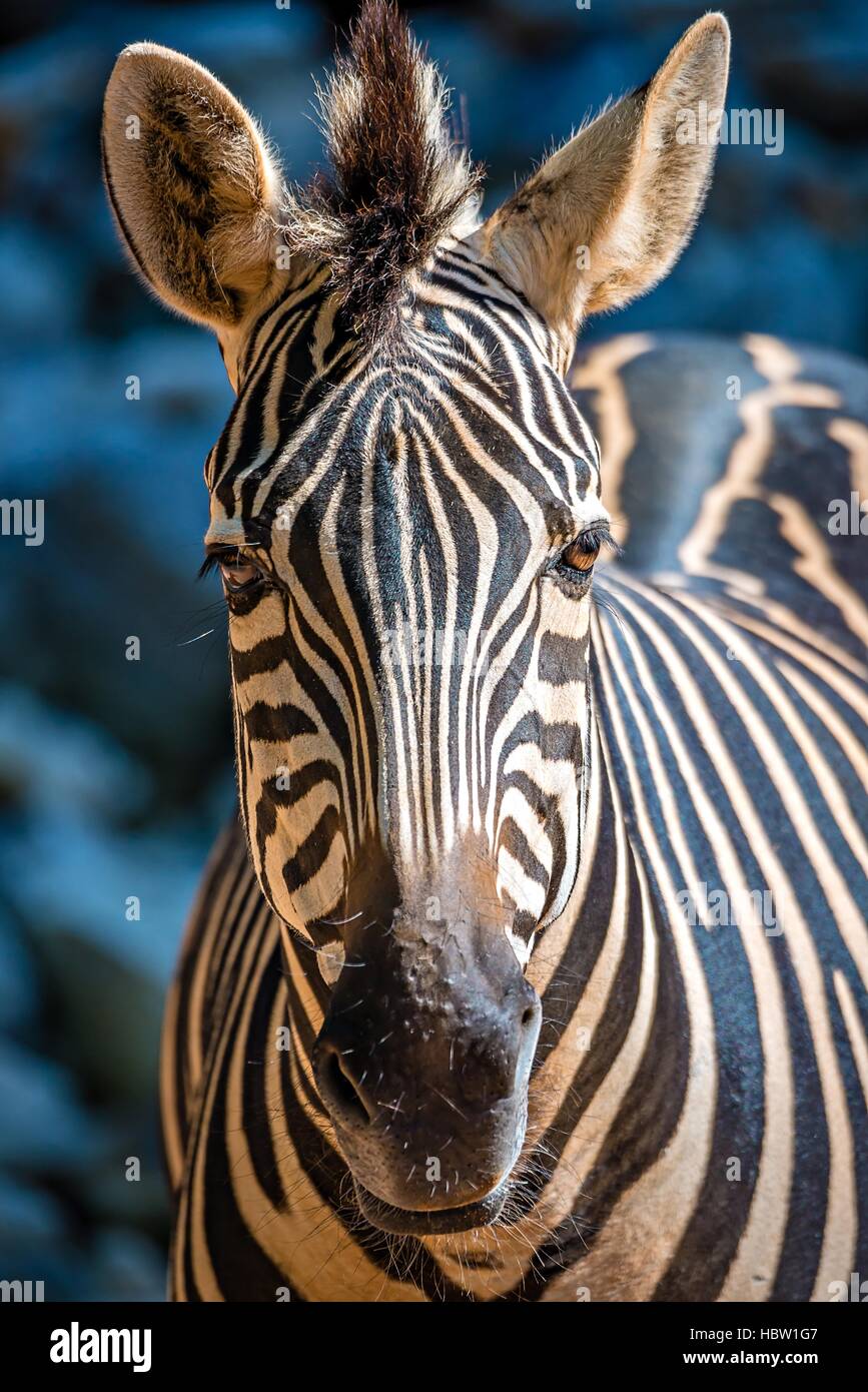 close-up portrait of a zebra animal at zoo Stock Photo - Alamy