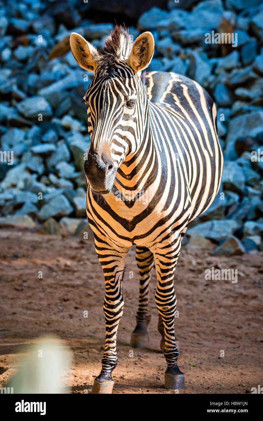 Close up Portrait Of A Zebra Animal At Zoo Stock Photo Alamy close-up-portrait-of-a-zebra-animal-at-zoo-stock-photo-alamy