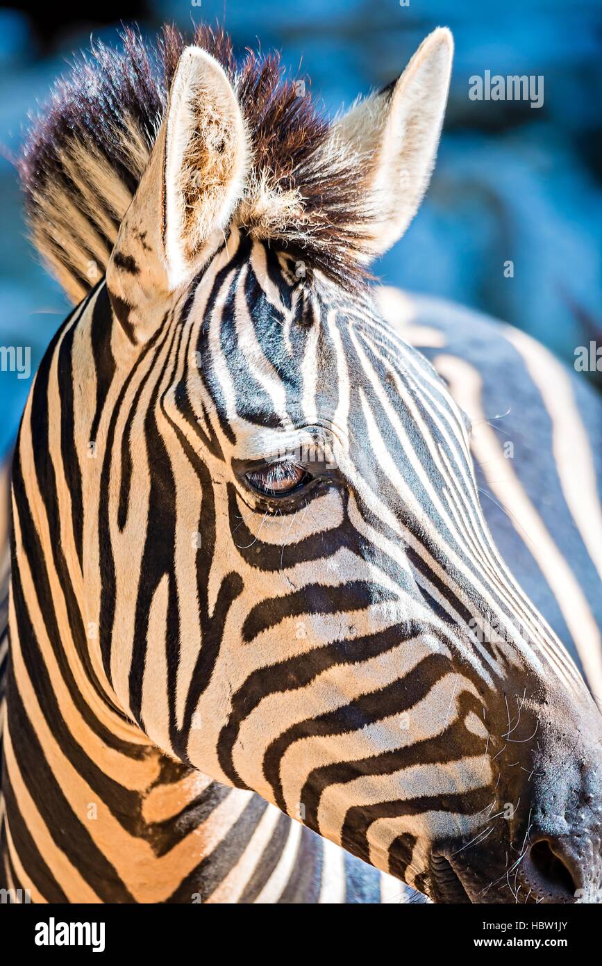 close-up portrait of a zebra animal at zoo Stock Photo - Alamy