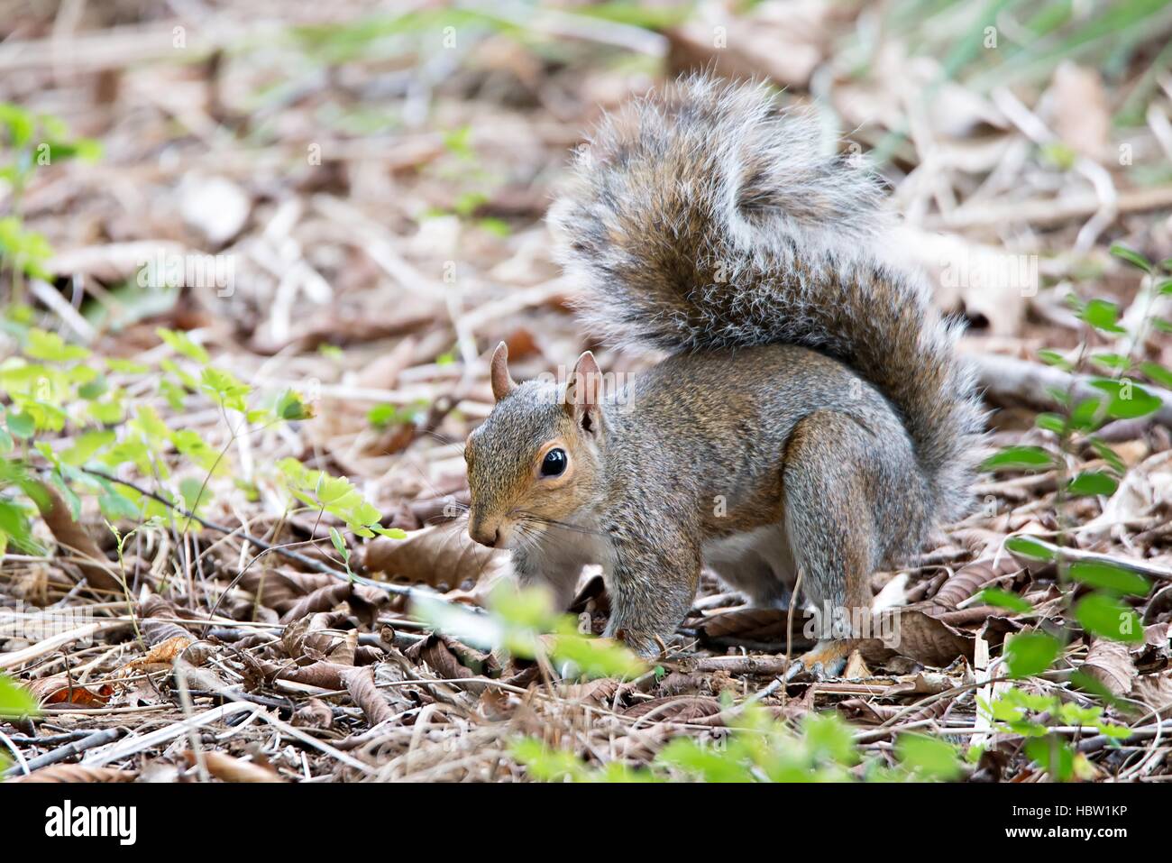 omnivorous rodent squirrel on ground Stock Photo