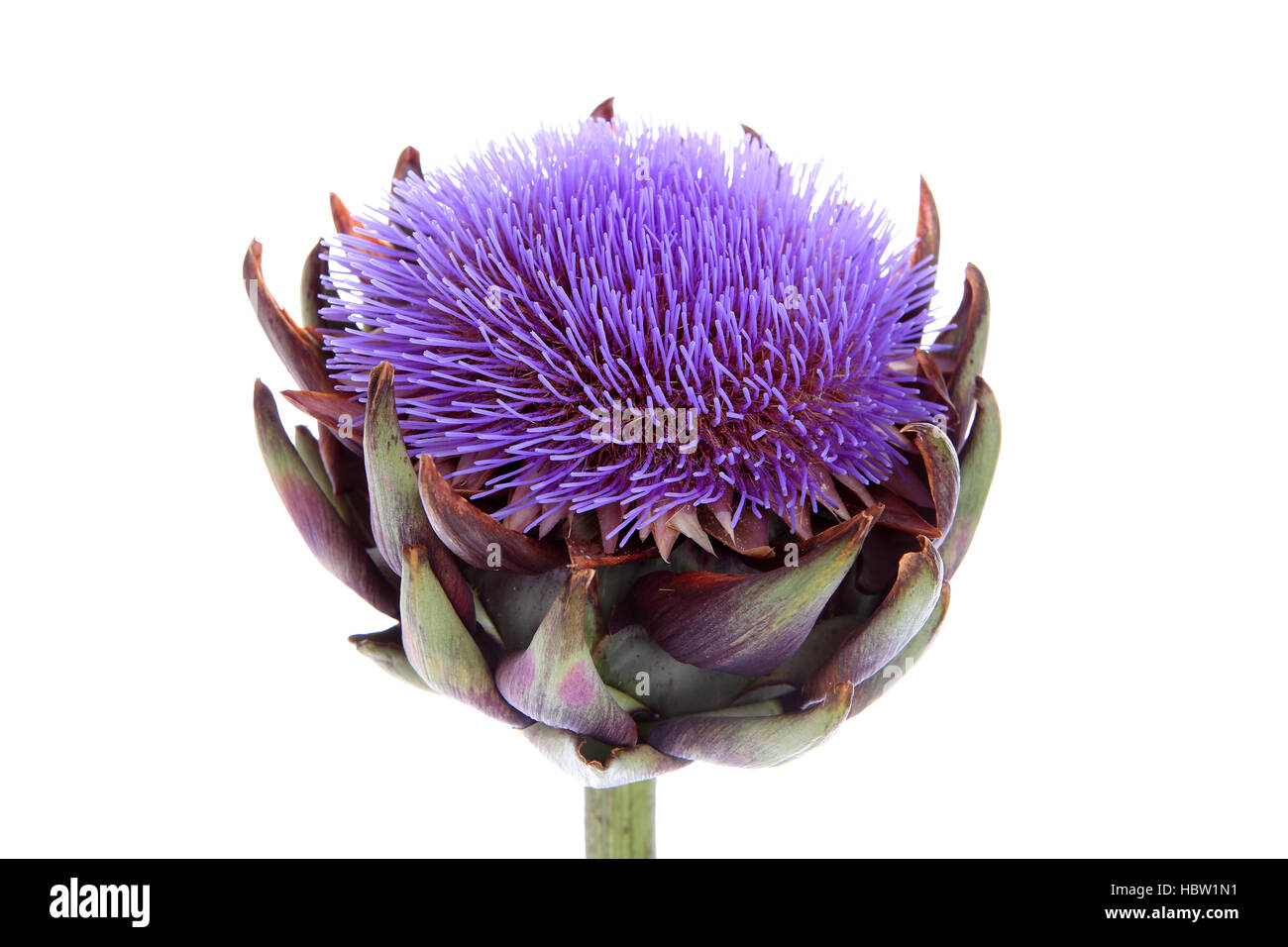 Lila zierpflanze hires stock photography and images Alamy