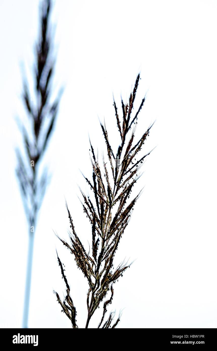 grass isolated on white background Stock Photo - Alamy