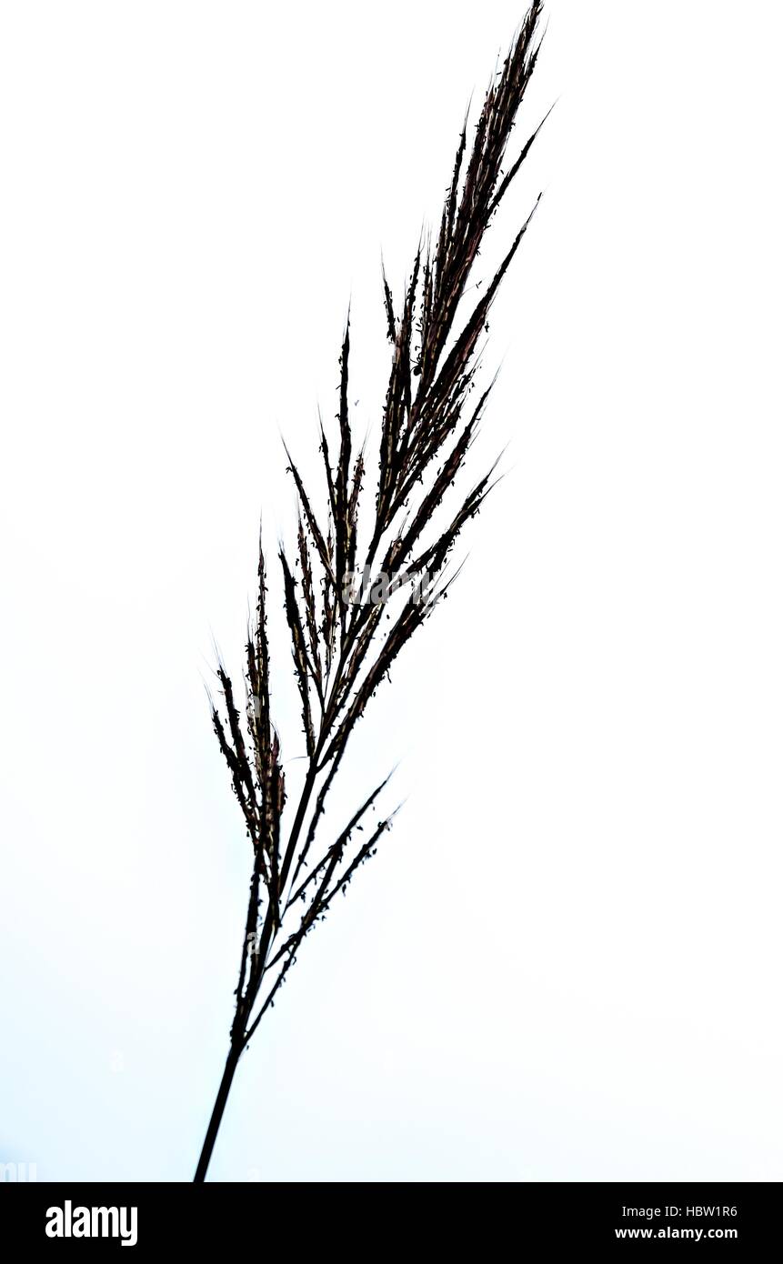 grass isolated on white background Stock Photo - Alamy