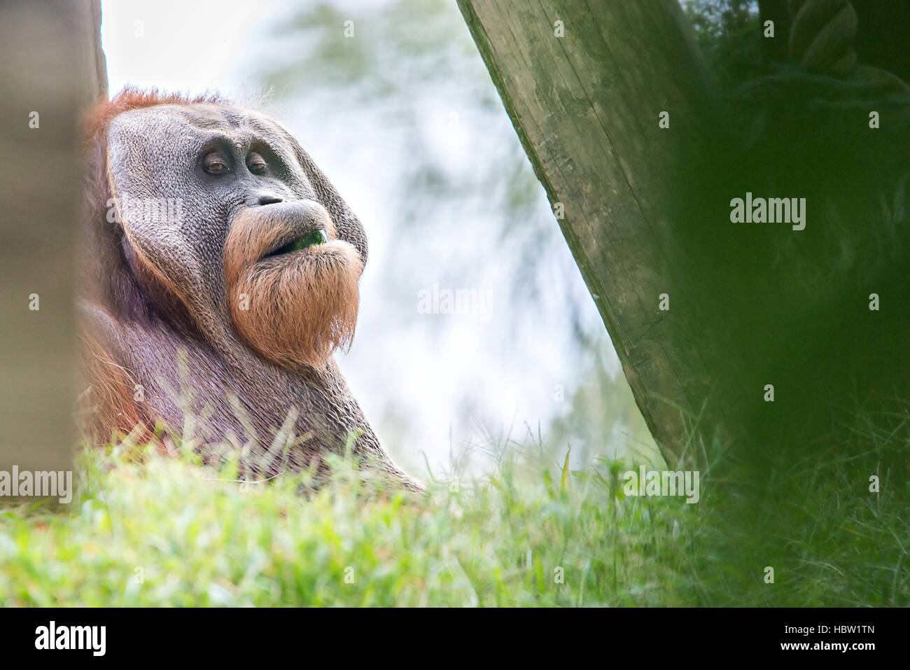 Bornean Orangutan (Pongo pygmaeus) relaxing Stock Photo