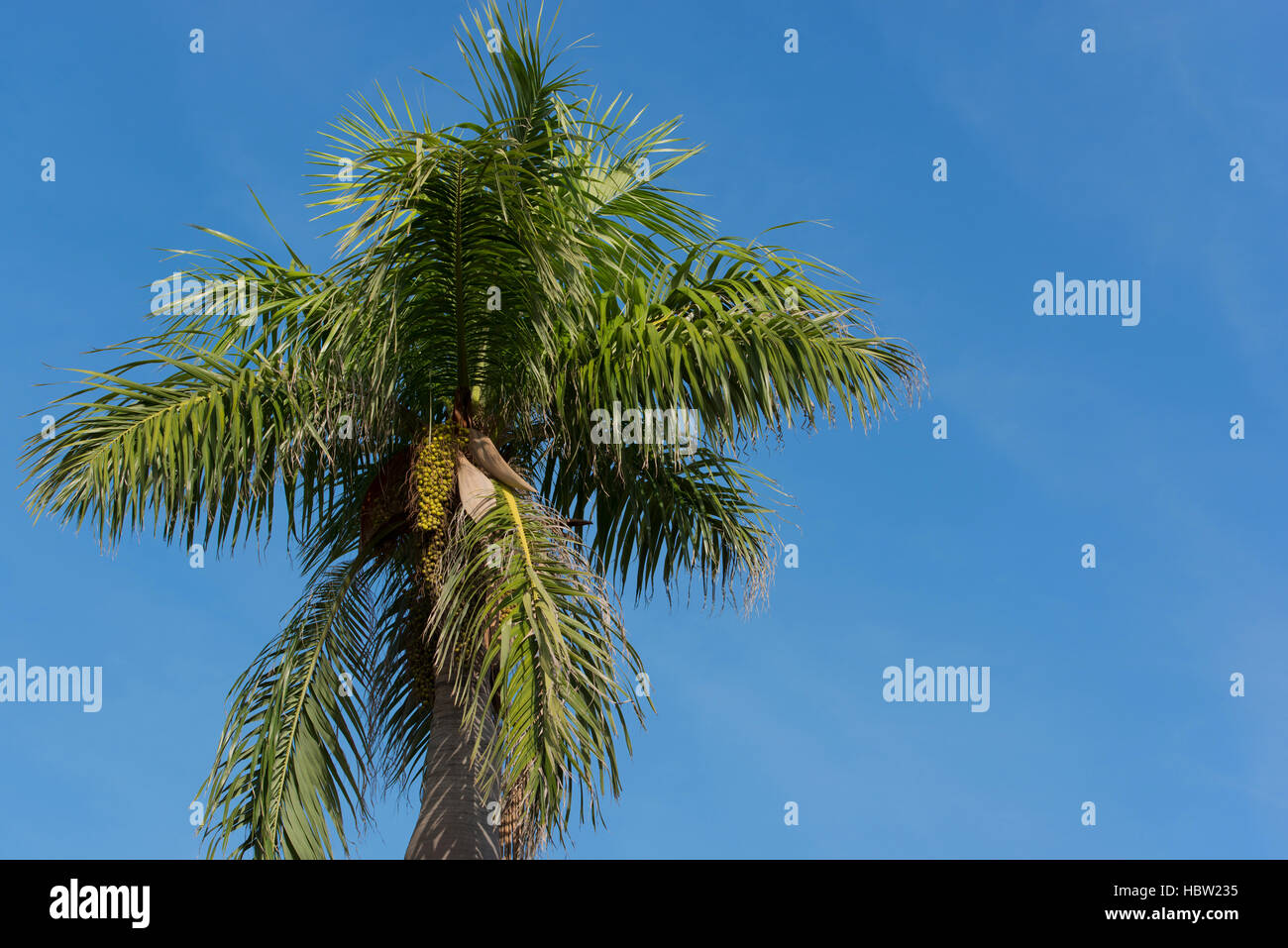 Royal Palm with blue sky in the background Stock Photo