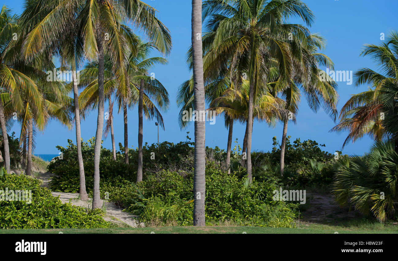 Royal Palm with blue sky in the background Stock Photo