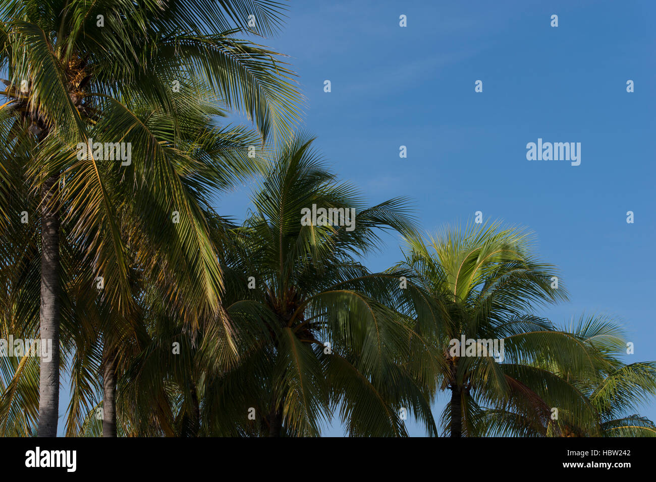 Royal Palm with blue sky in the background Stock Photo
