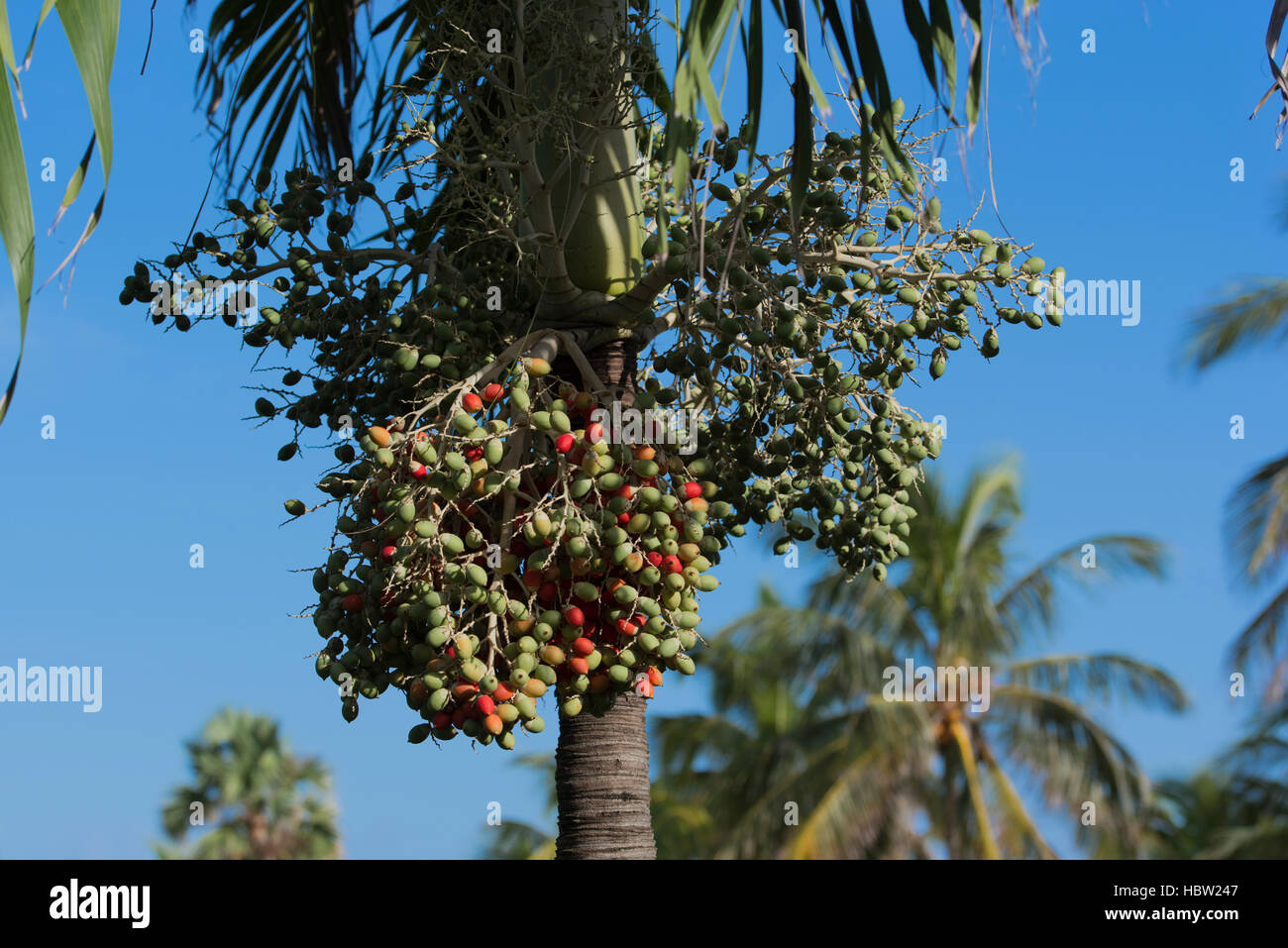 Fruits of a Royal Palm Stock Photo
