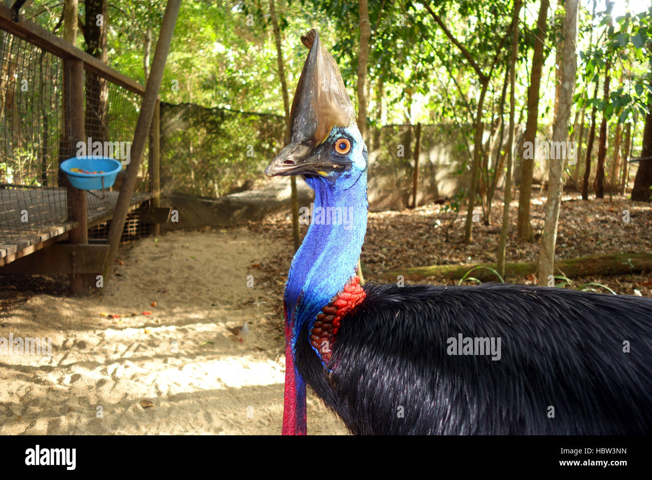Southern Cassowary (Cassuarius johnstoni) looking characteristically unimpressed with fruit salad, Hartleys Creek, near Cairns, Queensland, Australia. Stock Photo