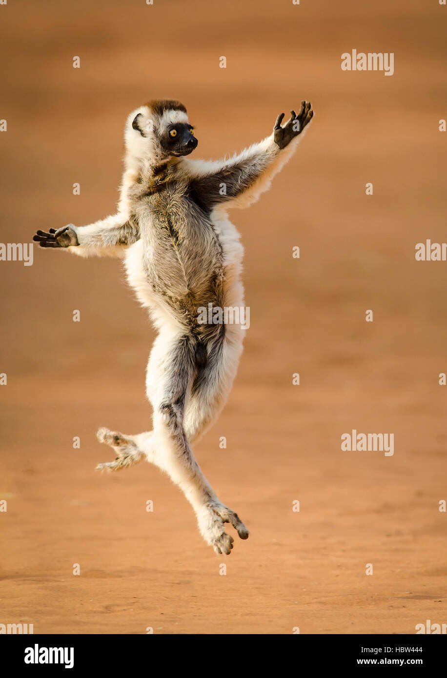 Verreaux's Dancing Sifaka (Propithecus verreauxi) dancing Stock Photo