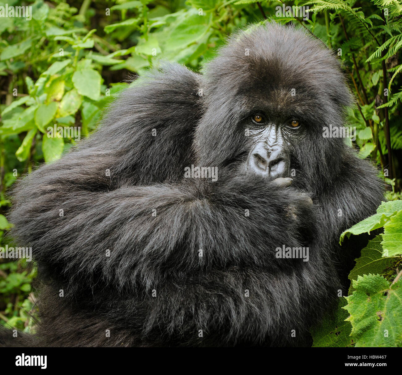 Mountain Gorilla (Gorilla beringei beringei) female, staring Stock Photo