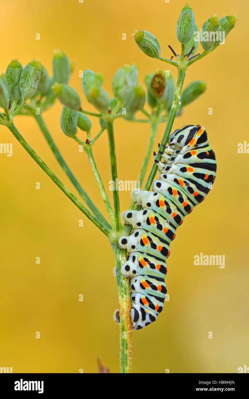 Swallowtail Caterpillar, Yellow Swallowtail (Papilio machaon