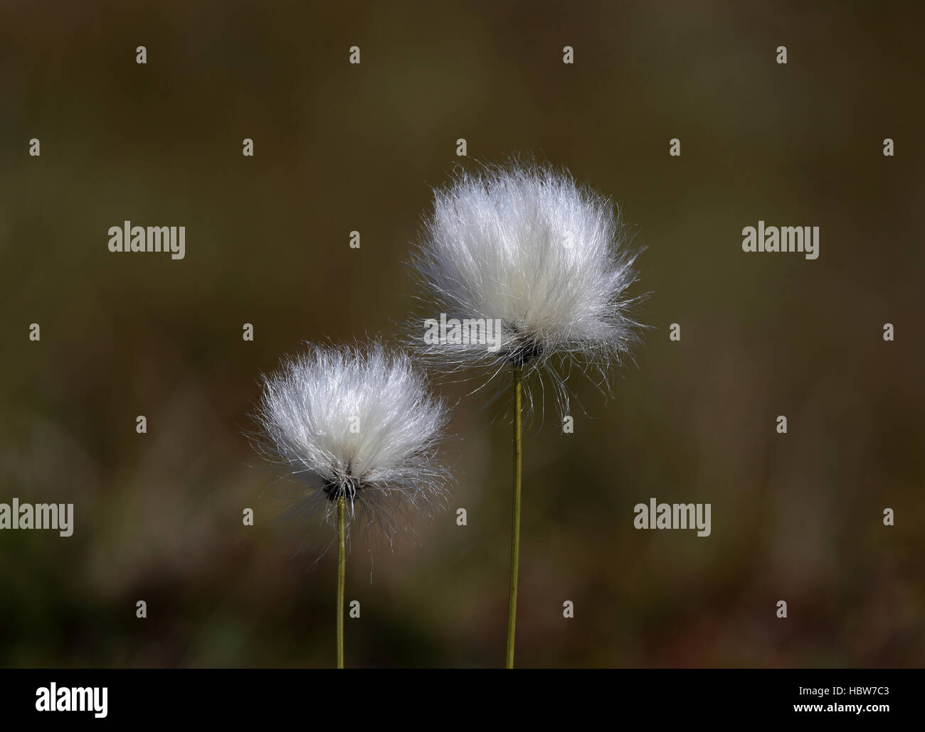 Common Cottongrass / White wildflowers Stock Photo