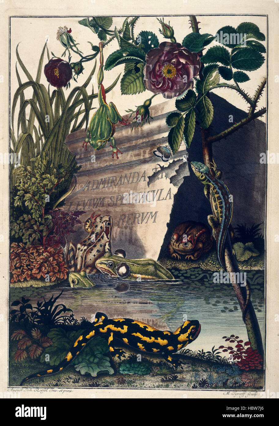 Historia naturalis ranarum nostratium. caption 'Pond Life' Historia