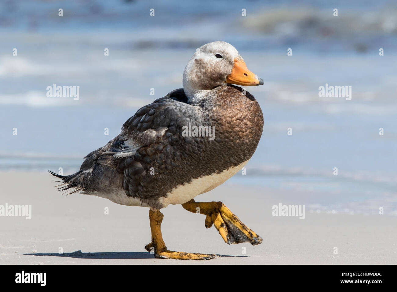 Falkland islands flightless steamer duck (Tachyeres brachypterus) adult