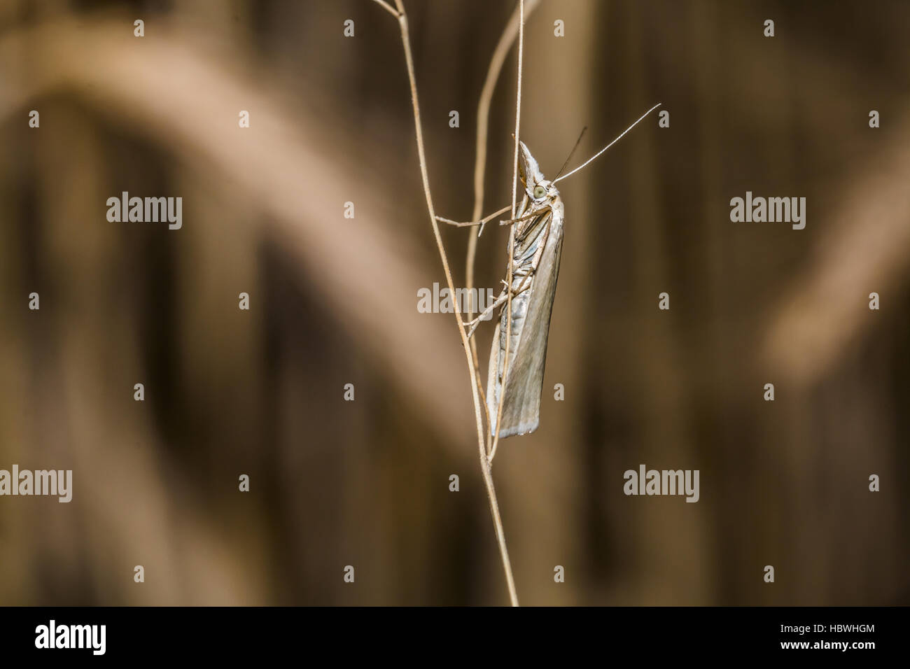 Satin grass veneer (Crambus perlella) Stock Photo