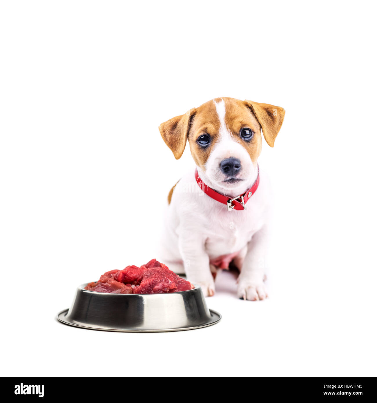 jack russel puppy with food isolated on white Stock Photo Alamy