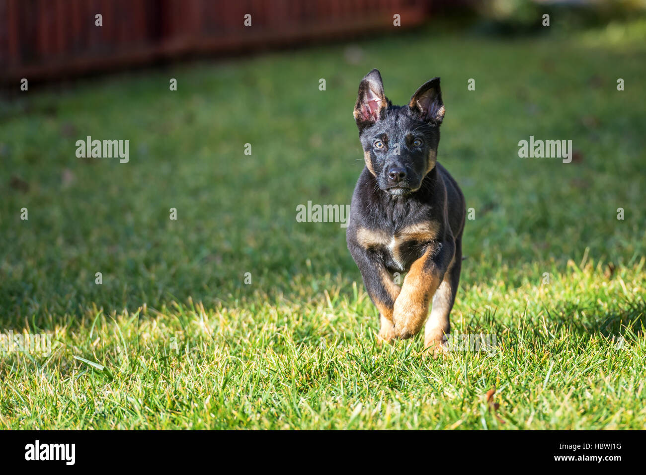 Belgian shepherd puppy on green lawn Stock Photo