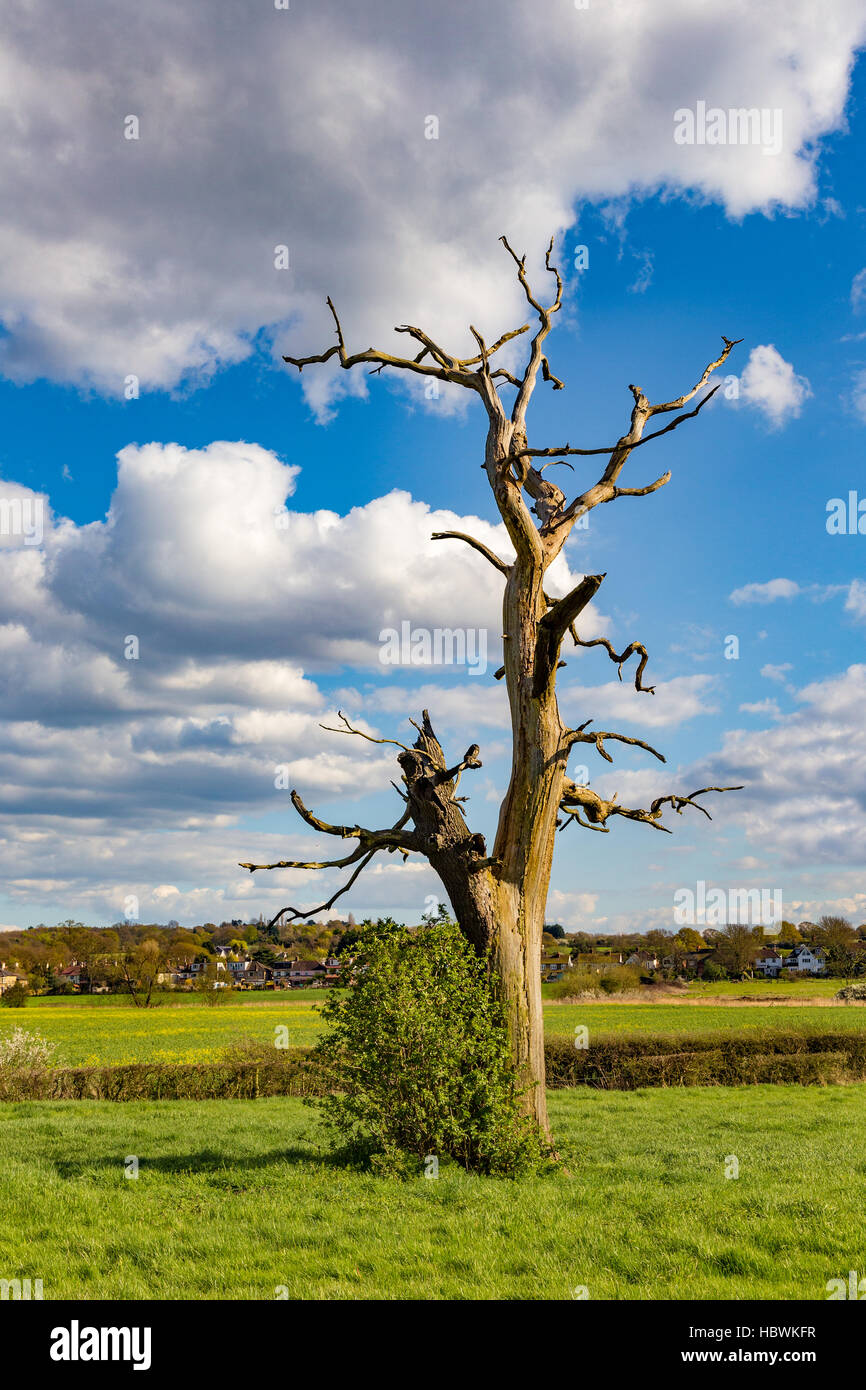 Taken on a walk over farmland in the Essex countryside behind the village of Abridge, of a dead tree. Stock Photo