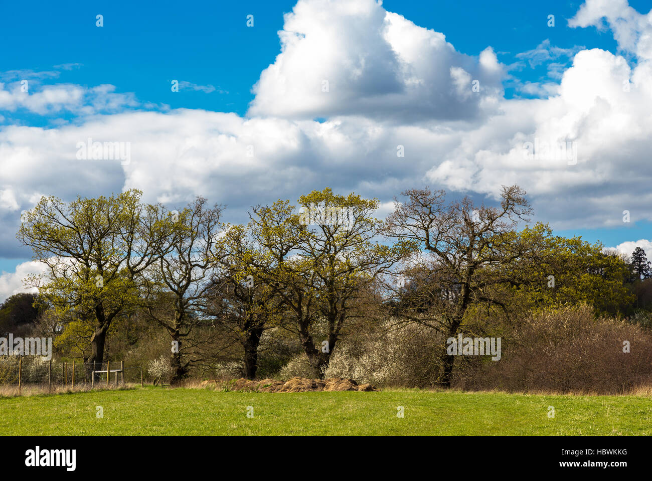 Taken on a walk over farmland near Abridge in Essex in springtime on a bright sunny day. Stock Photo