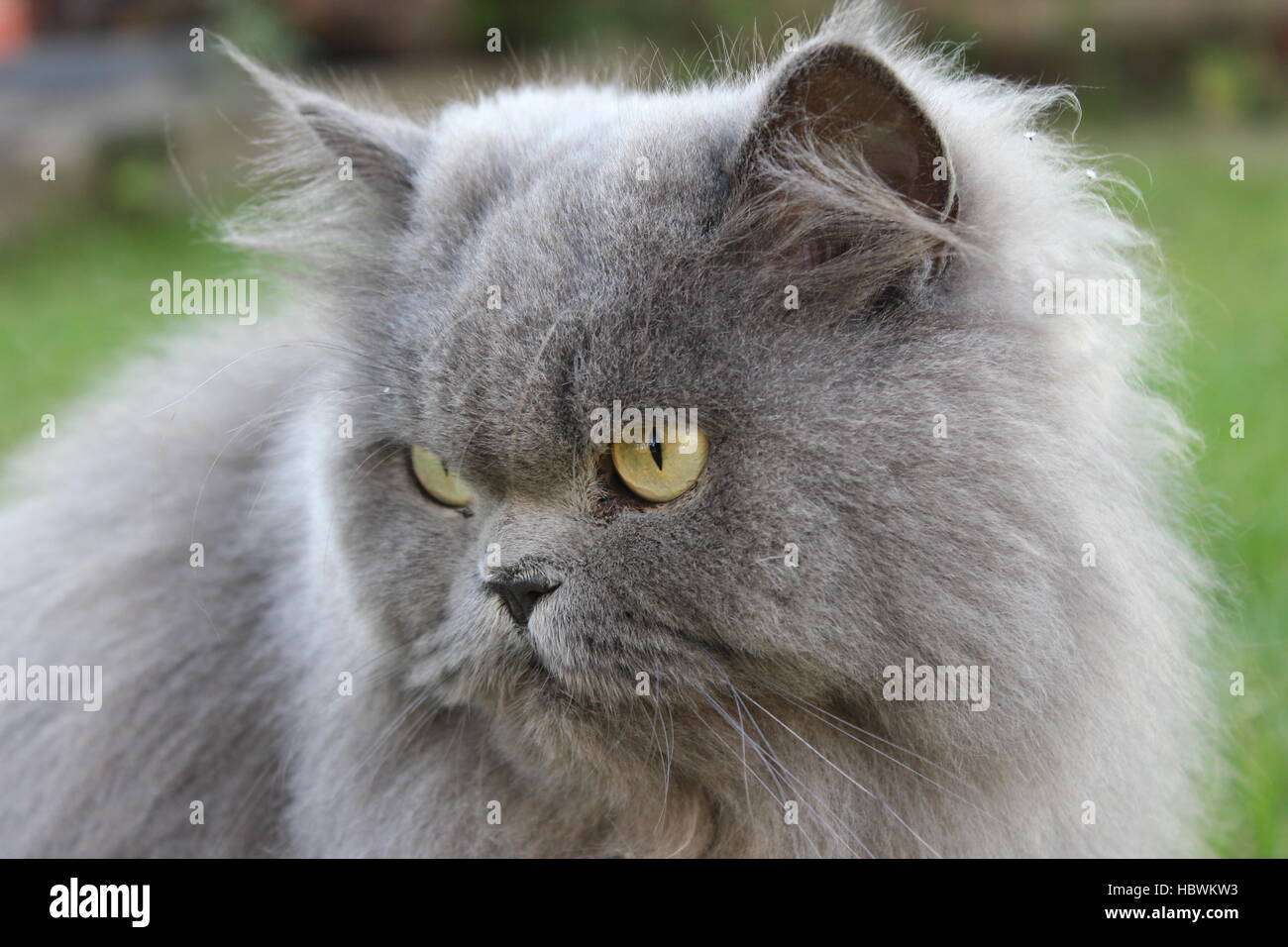 big Persian cat in the green grass Stock Photo Alamy