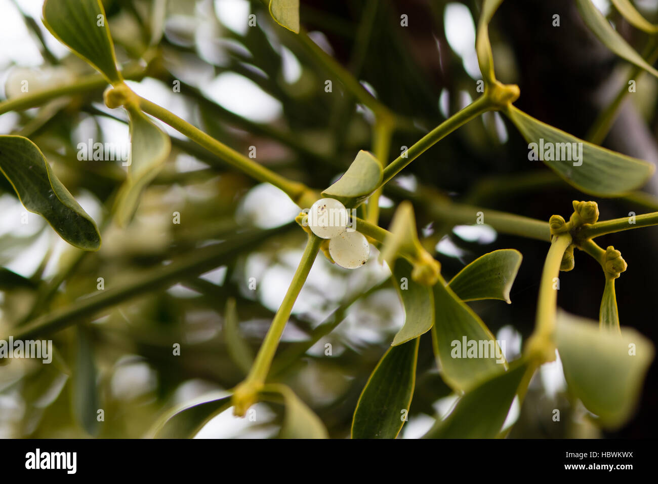 Mistletoe (Viscum album) plant with berries. Evergreen hemi-parasitic shrub in the family Santalaceae, growing on hawthorn Stock Photo