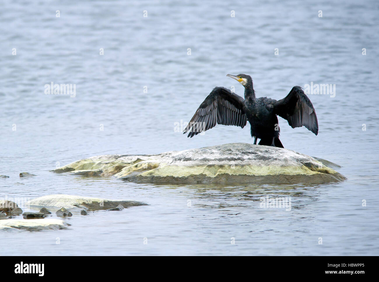 The Great Cormorant (Phalacrocorax carbo) in a typical view drying its wings on an islet in the archipelago Stock Photo