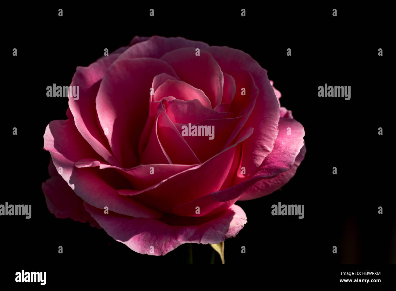 A closeup of the single rose isolated on a black background Stock Photo