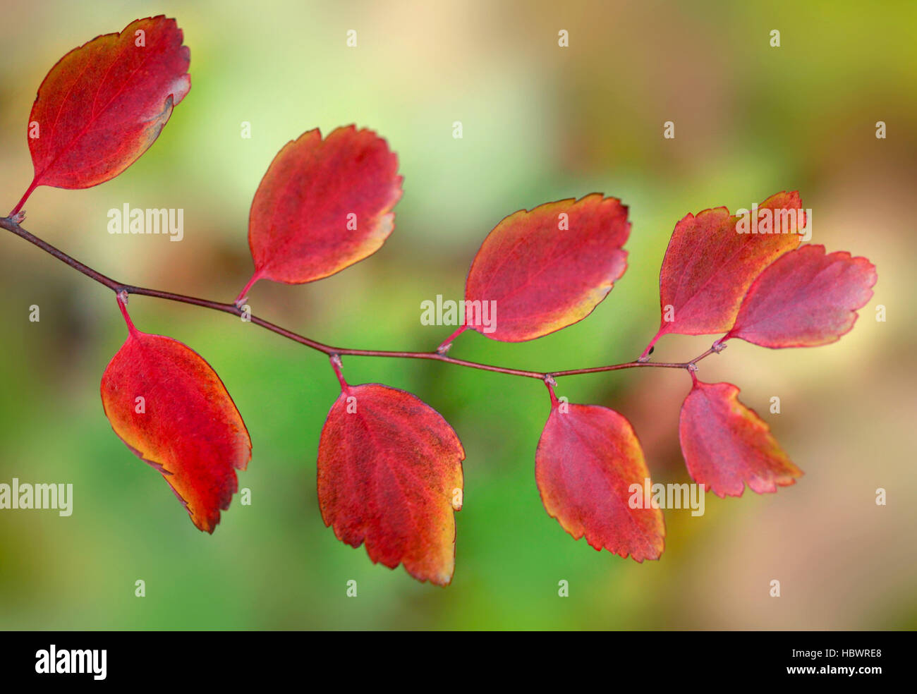 colorful fall leaves Stock Photo