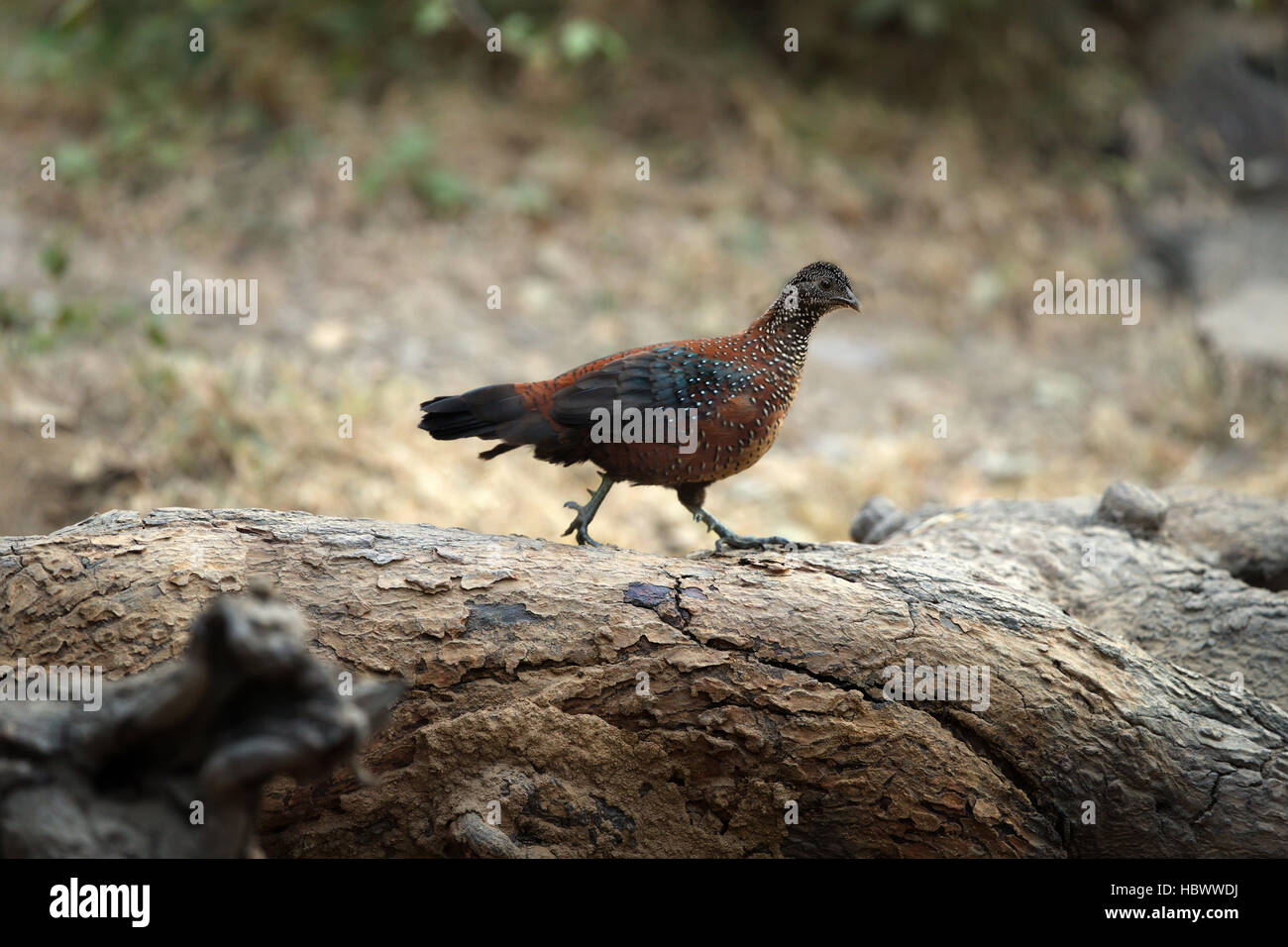 Painted spurfowl Stock Photo