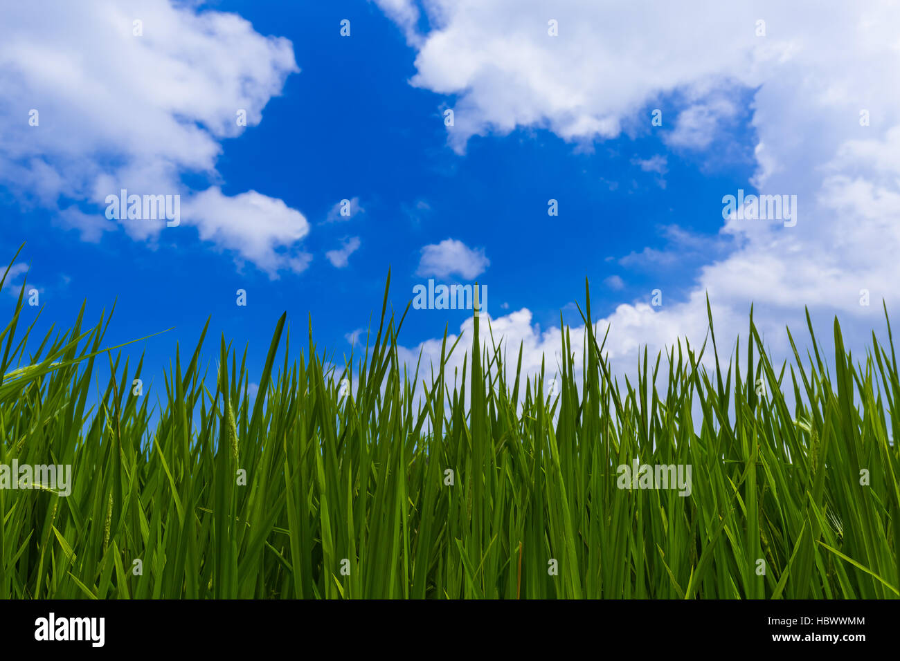 Grass and cloudy sky Stock Photo - Alamy