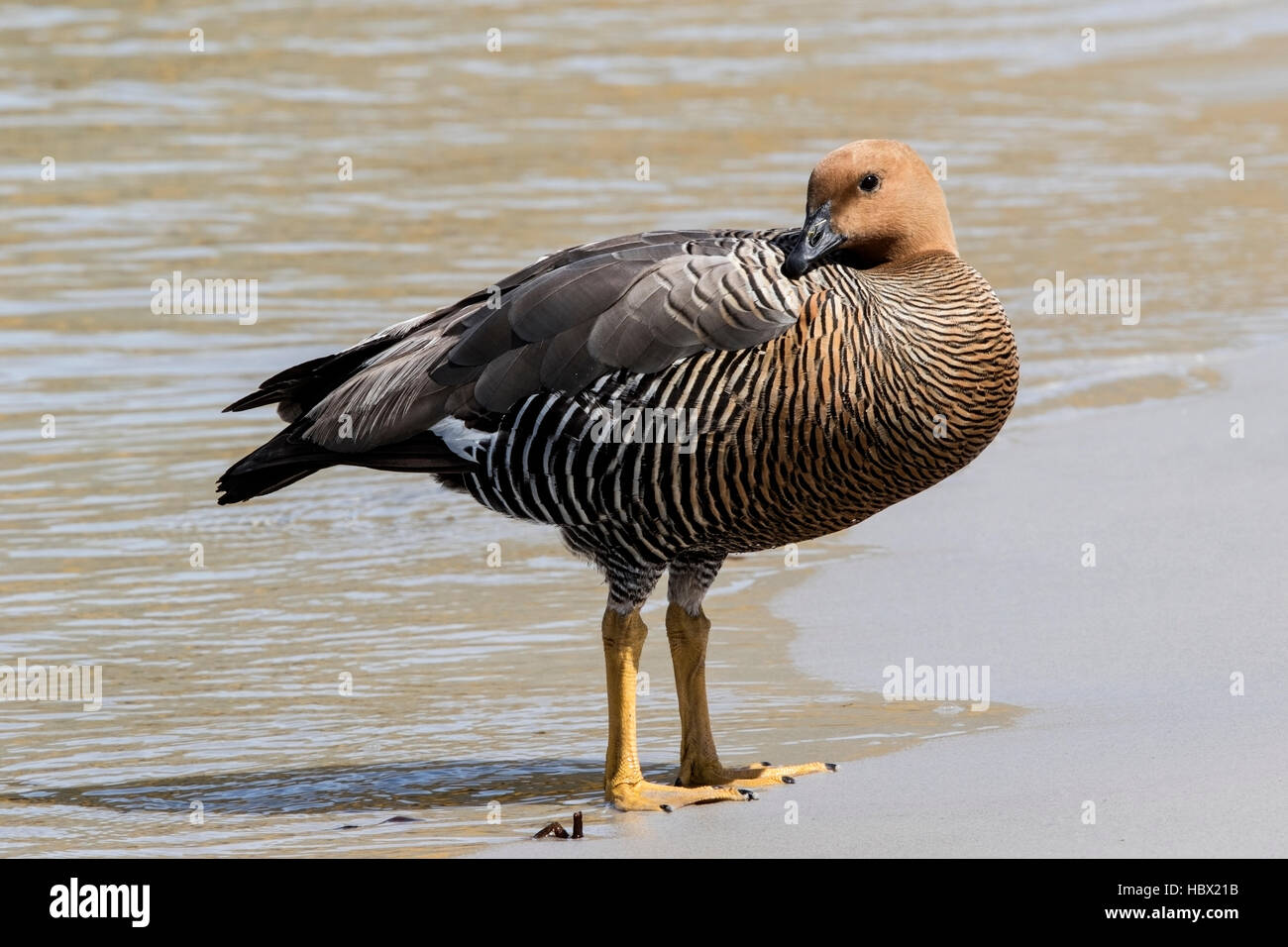 Upland Goose Chloephaga Picta Adult Female Standing On Sandy Beach upland-goose-chloephaga-picta-adult-female-standing-on-sandy-beach