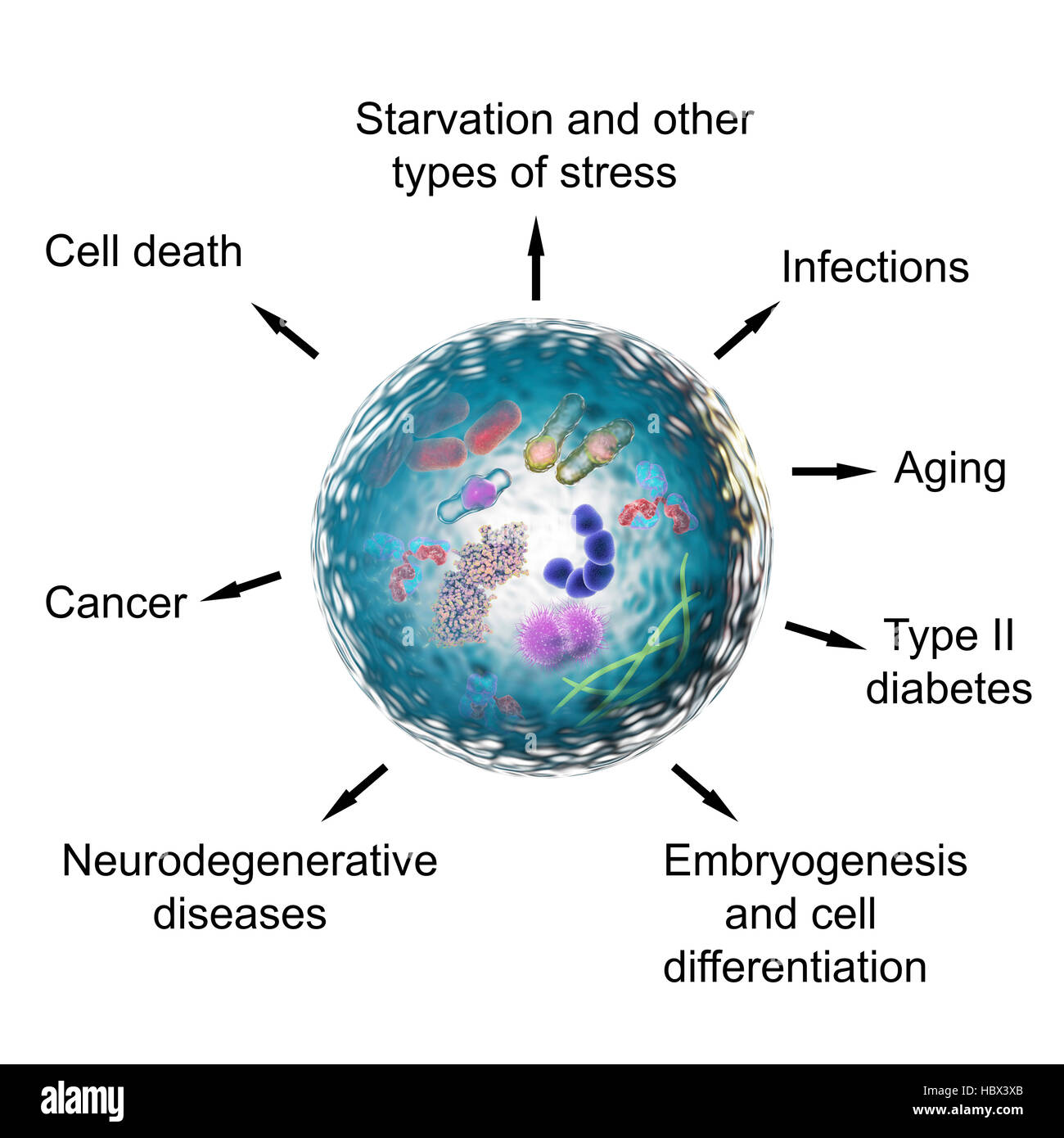 Functions of autophagy, computer illustration. Autophagy (autophagocytosis) is the natural mechanism that destroys unnecessary or dysfunctional cellular components and recycles their materials. Autophagy is important in different types of stresses, including starvation, infections, aging, type II diabetes, embryogenesis and other pathological and physiological conditions. Stock Photo