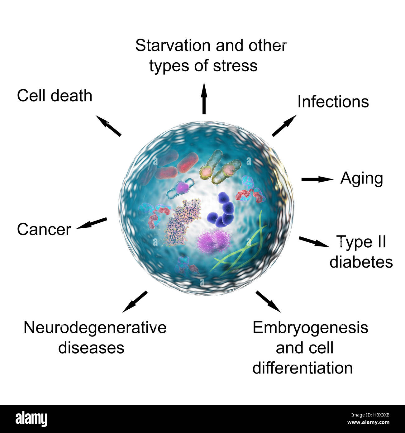 Autophagy hi-res stock photography and images - Alamy