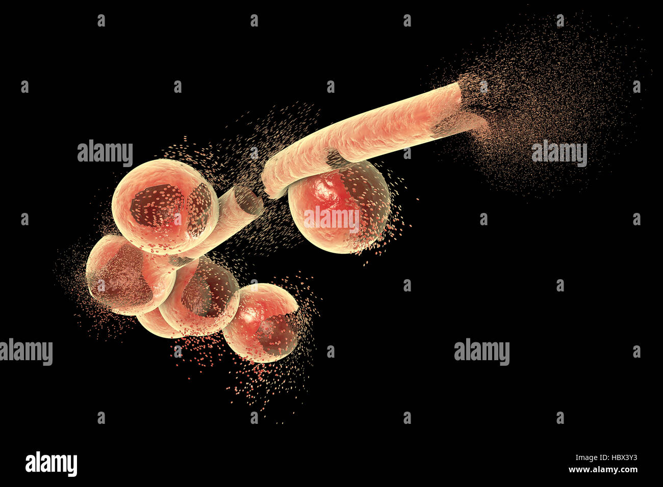 Destruction of Candida fungi, computer illustration. Image can be used to illustrate antifungal treatment concept. Stock Photo