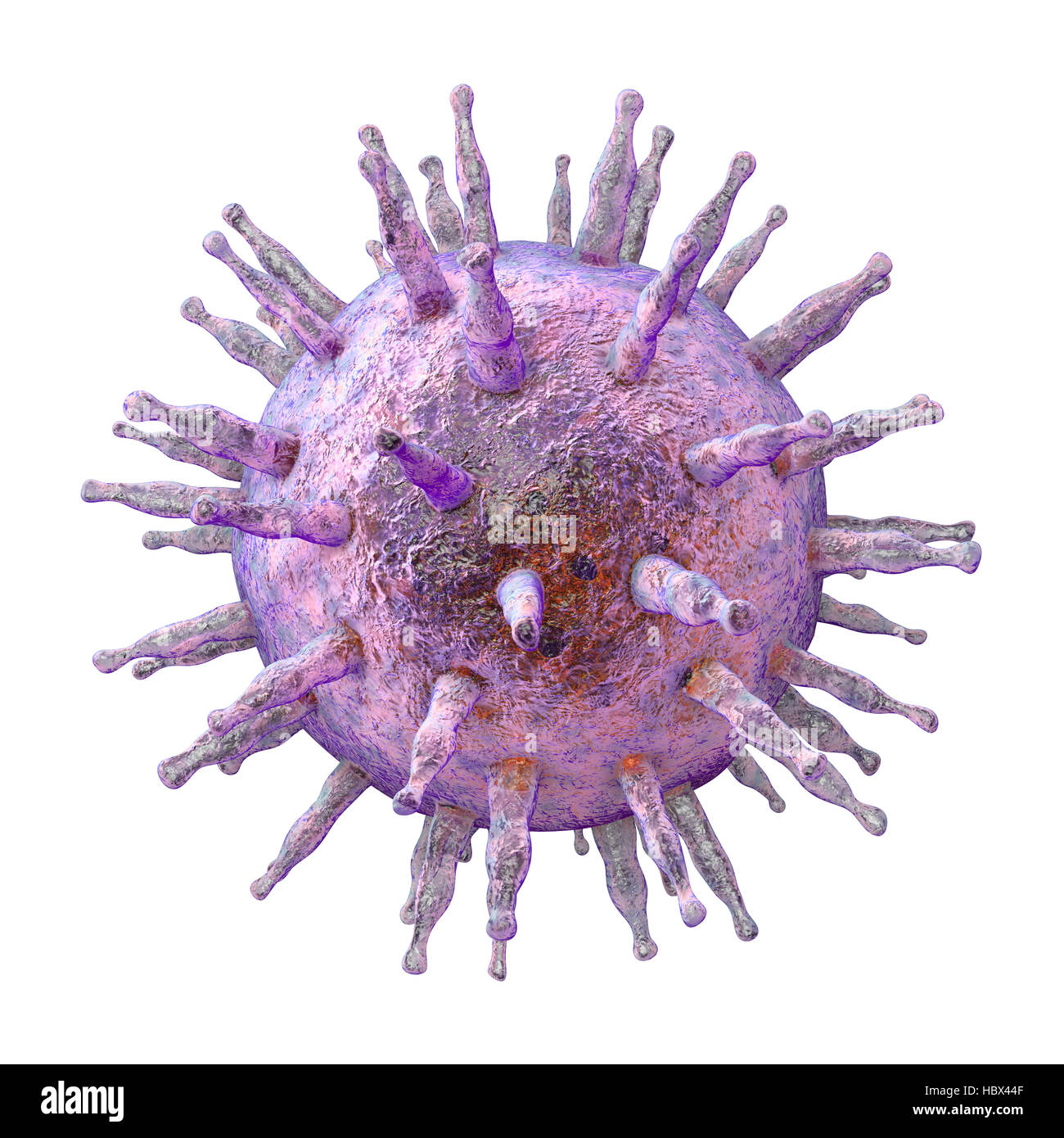 Epstein-Barr virus (EBV), computer illustration. EBV, also known as human herpes virus 4, is 1 of 8 herpes viruses that infects humans. It is best known as the cause of infectious mononucleosis (glandular fever), but is also associated with some forms of cancer, including Burkitt's lymphoma. In both infections, the virus infects one type of white blood cell, the B lymphocytes. Infection with EBV is common and usually harmless; additional factors potentiate the development of more serious diseases. Stock Photo