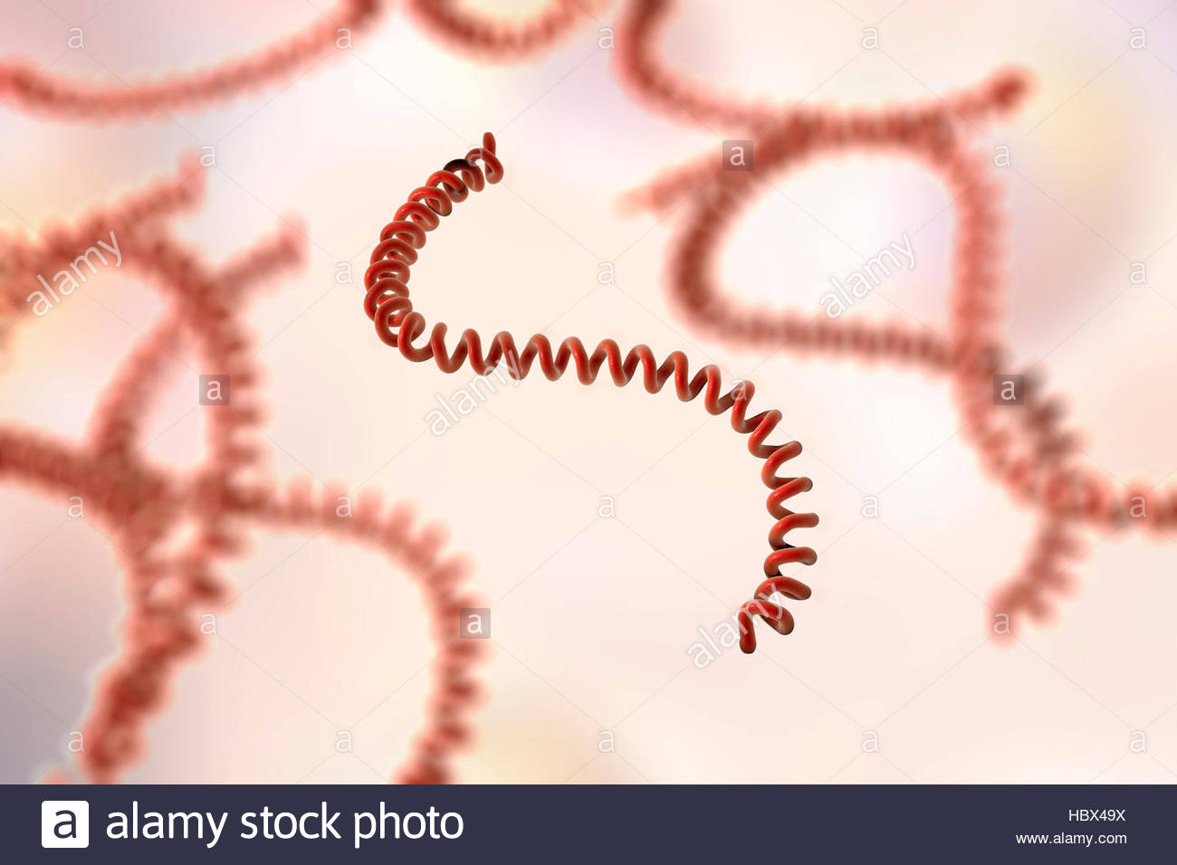 Spirochete Bacteria Stock Photos & Spirochete Bacteria Stock Images - Alamy