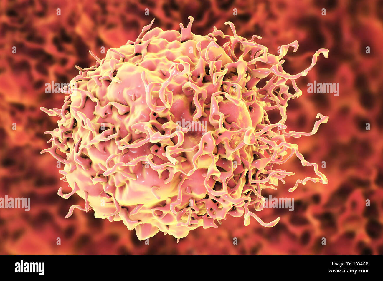 Colon cancer cell, computer illustration. Stock Photo