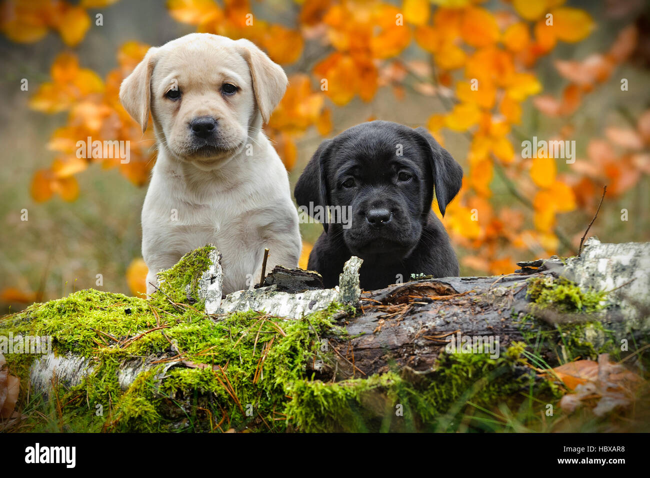 Yellow and black Labrador retriever puppies in autumn scenery Stock Photo