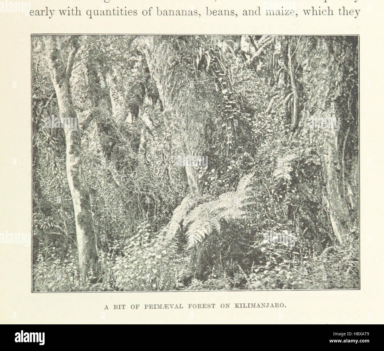 Image taken from page 209 of 'Discovery of Lakes Rudolf and Stefanie: a narrative of Count S. Teleki's exploring and hunting expedition in Eastern Equatorial Africa ... Translated by N. Bell. With ... illustrations, etc' Image taken from page 209 of 'Discovery of Lakes Rudolf Stock Photo