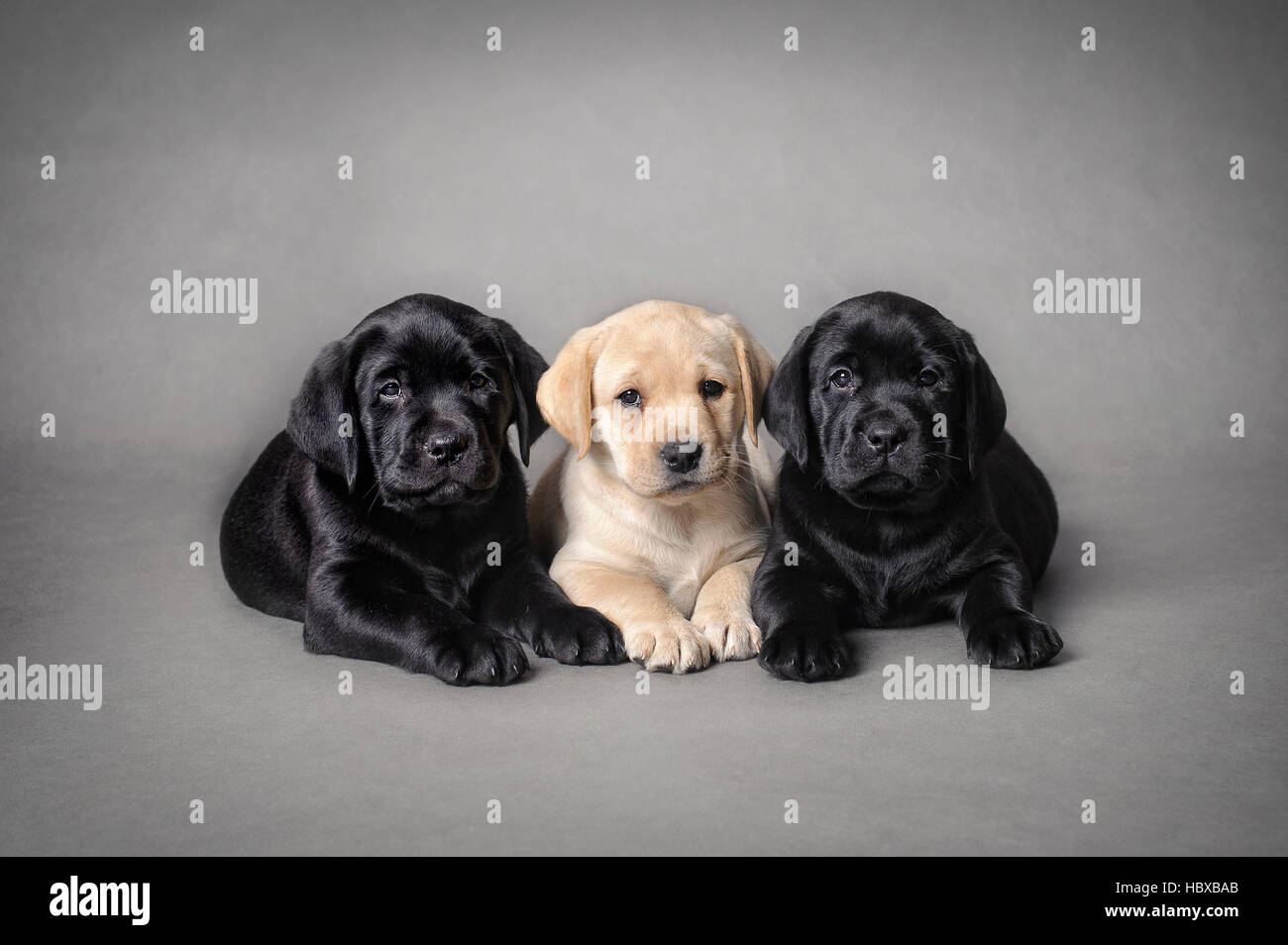 Grey sales retriever puppies