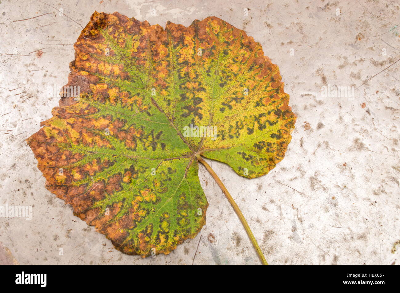 closeup of a rustic yellow and green  leaf Stock Photo